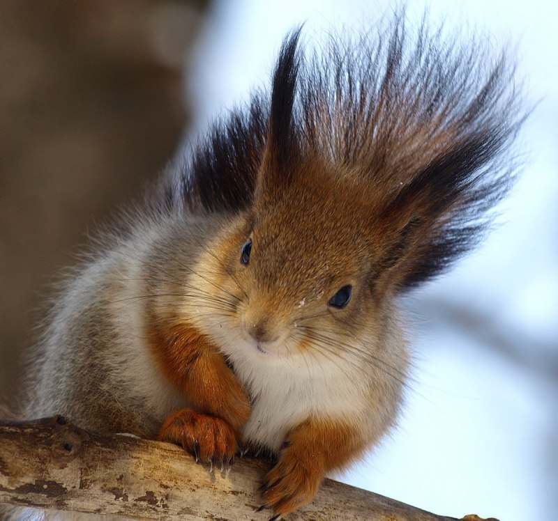 Facts about Squirrels for Kids