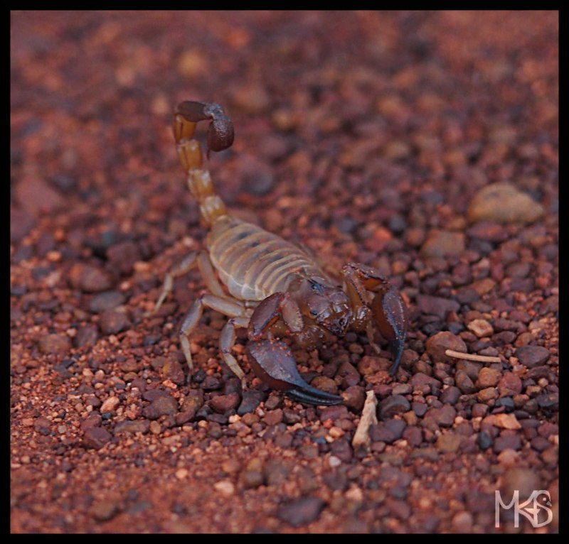 Скорпион Androctonus Australis