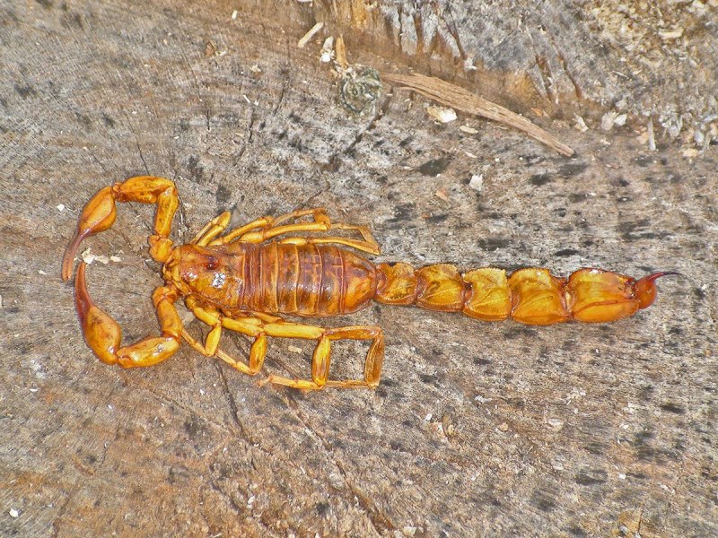 Скорпион Androctonus Australis