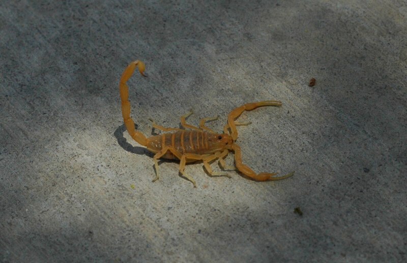 Uroplectes lineatus, Скорпион