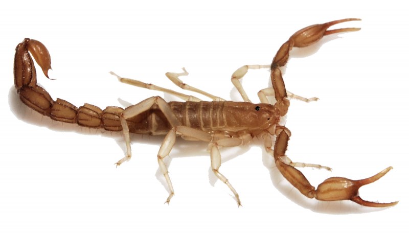 Heterometrus cyaneus