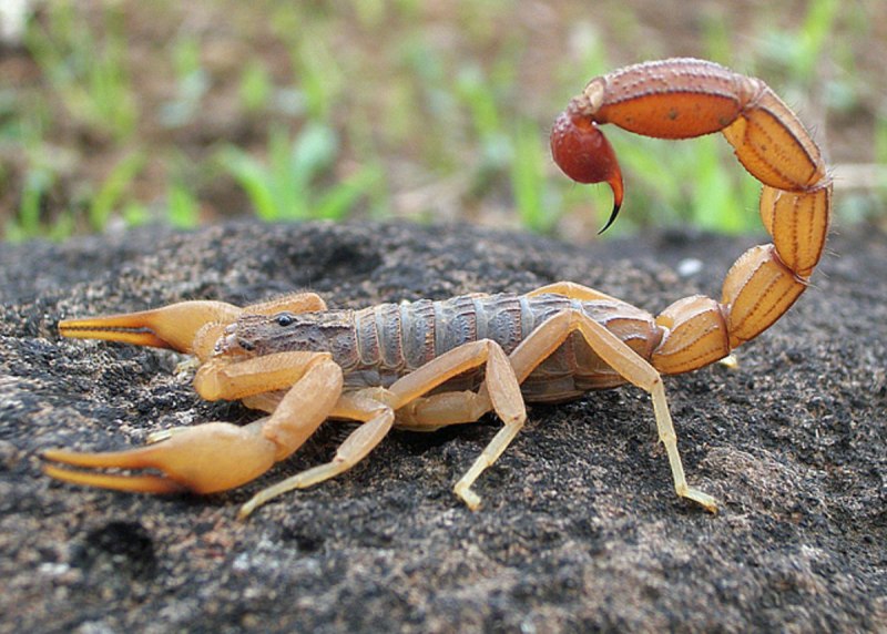 Mesobuthus eupeus