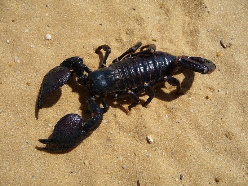 Deathstalker Скорпион