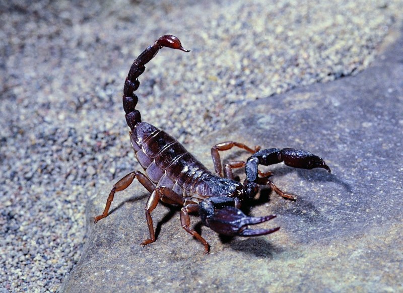 Androctonus crassicauda Скорпион