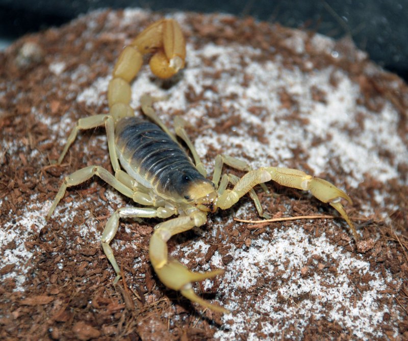 Скорпион Centruroides exilicauda