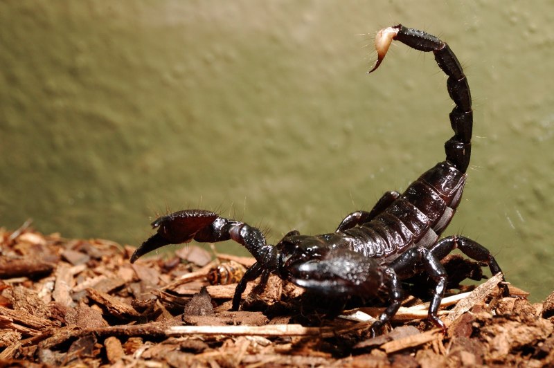 Heterometrus swammerdami Скорпион