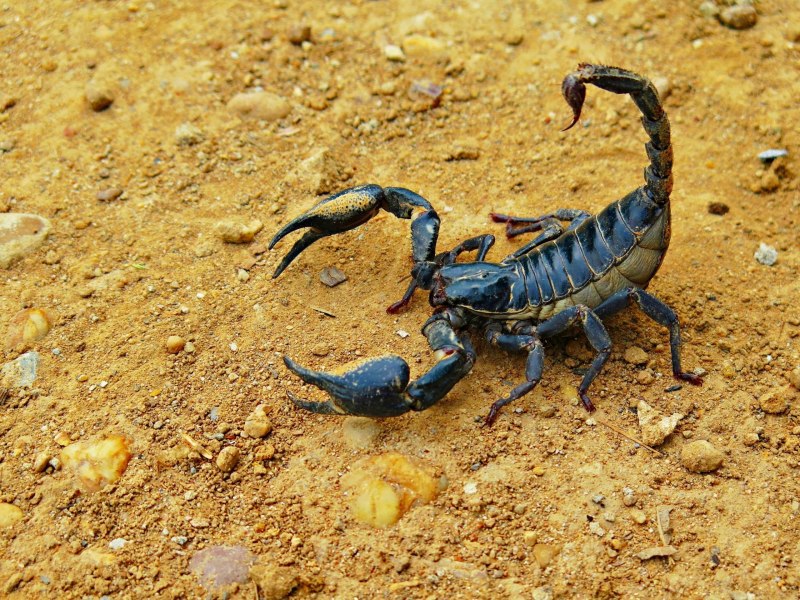 Androctonus bicolor