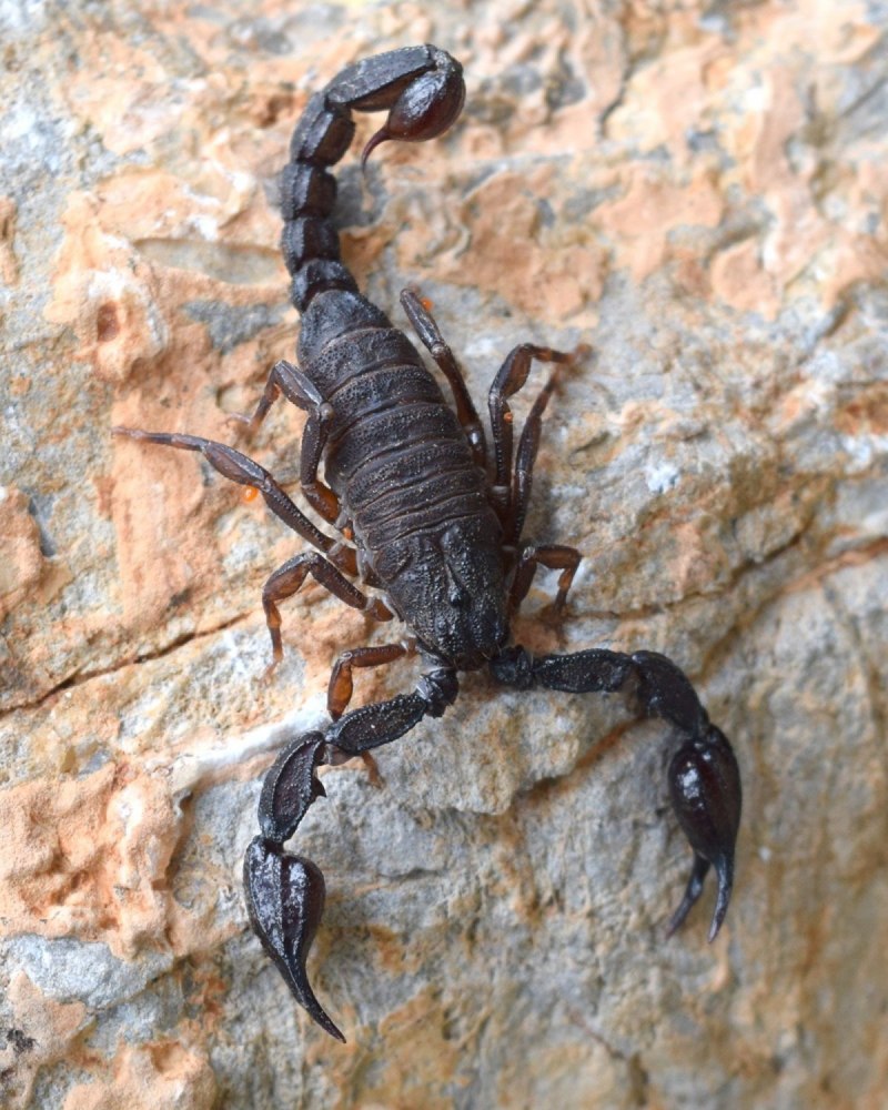 Hottentotta nigrocarinatus