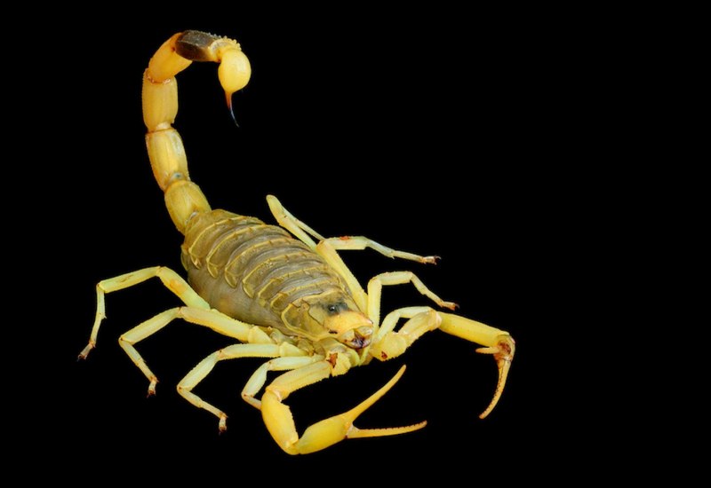 Androctonus mauritanicus