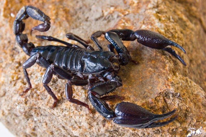 Итальянский Скорпион Euscorpius italicus