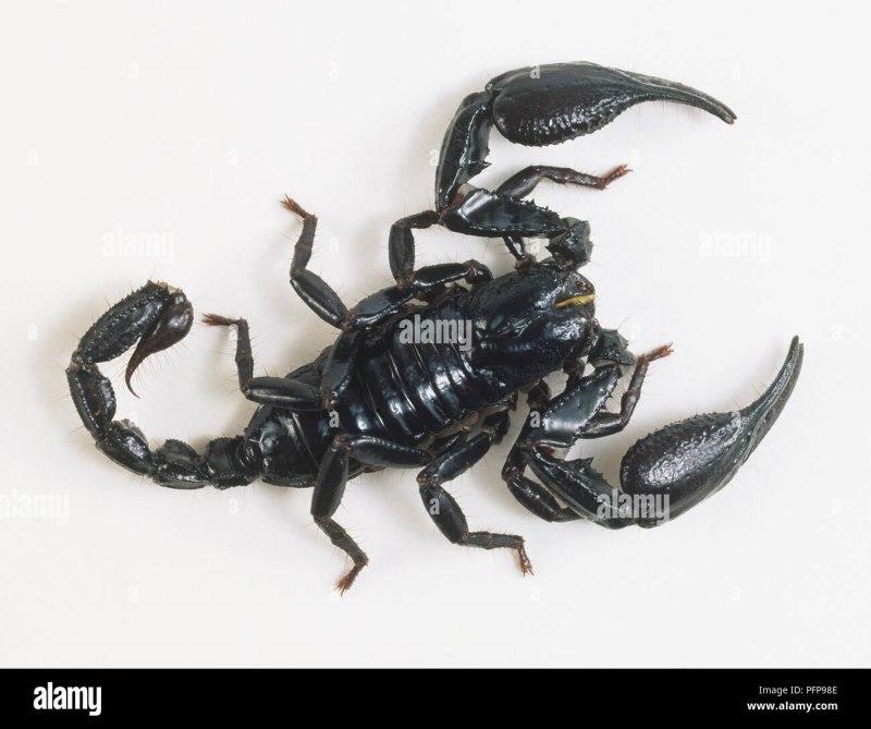 Императорский Скорпион (Pandinus Imperator)