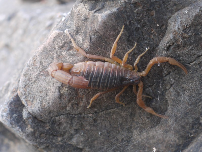 Parabuthus villosus