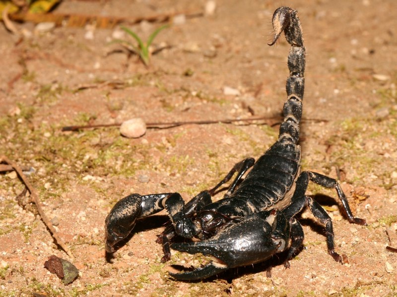 Mesobuthus eupeus