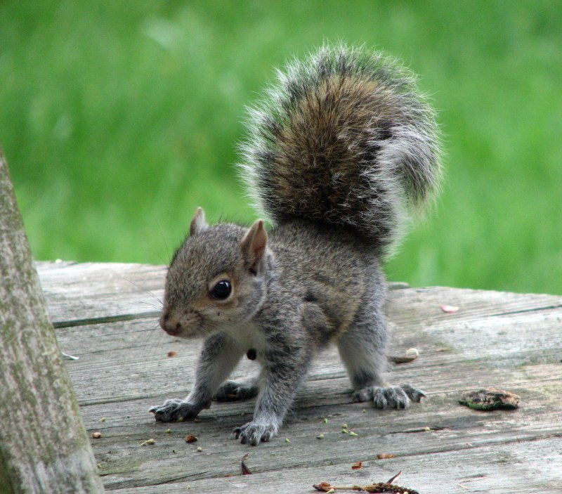 Sciurus Granatensis