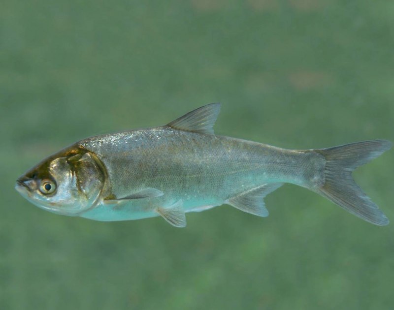 Hypophthalmichthys molitrix