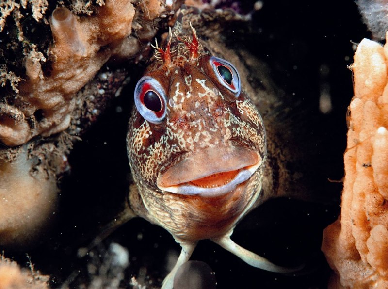 Рыба Blenny