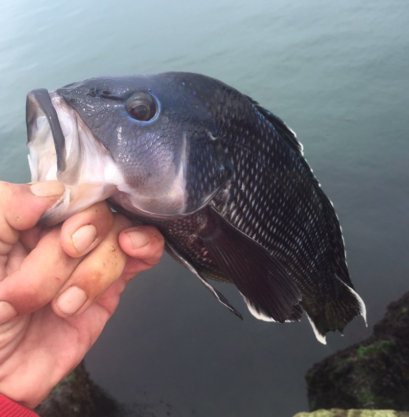 Black Sea Bass рыба