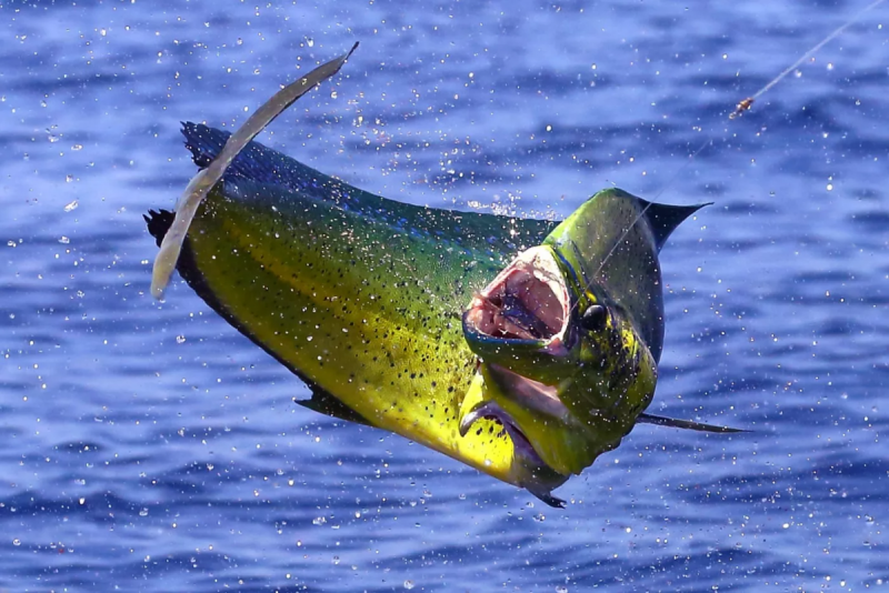 Морская рыба Mahi-Mahi