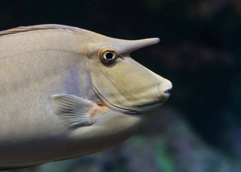 Морские рыбы