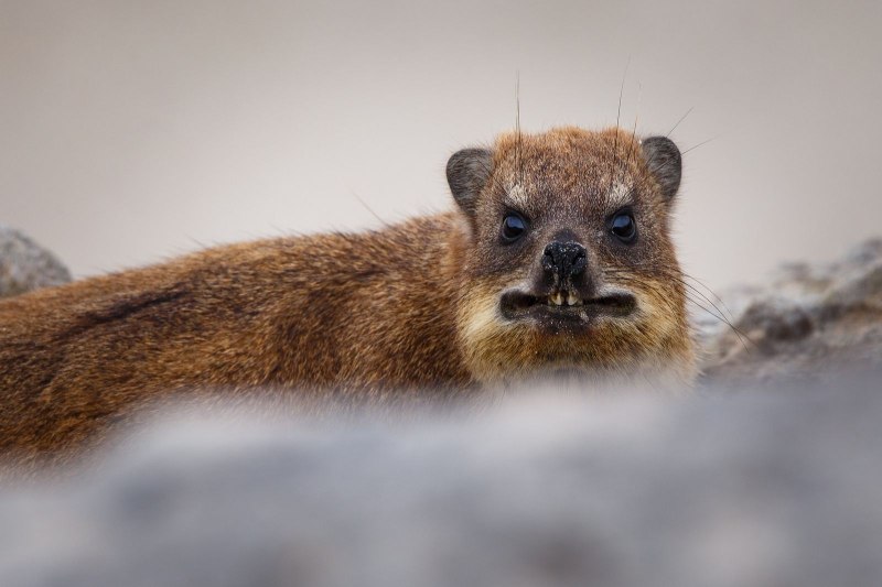 Heterohyrax brucei
