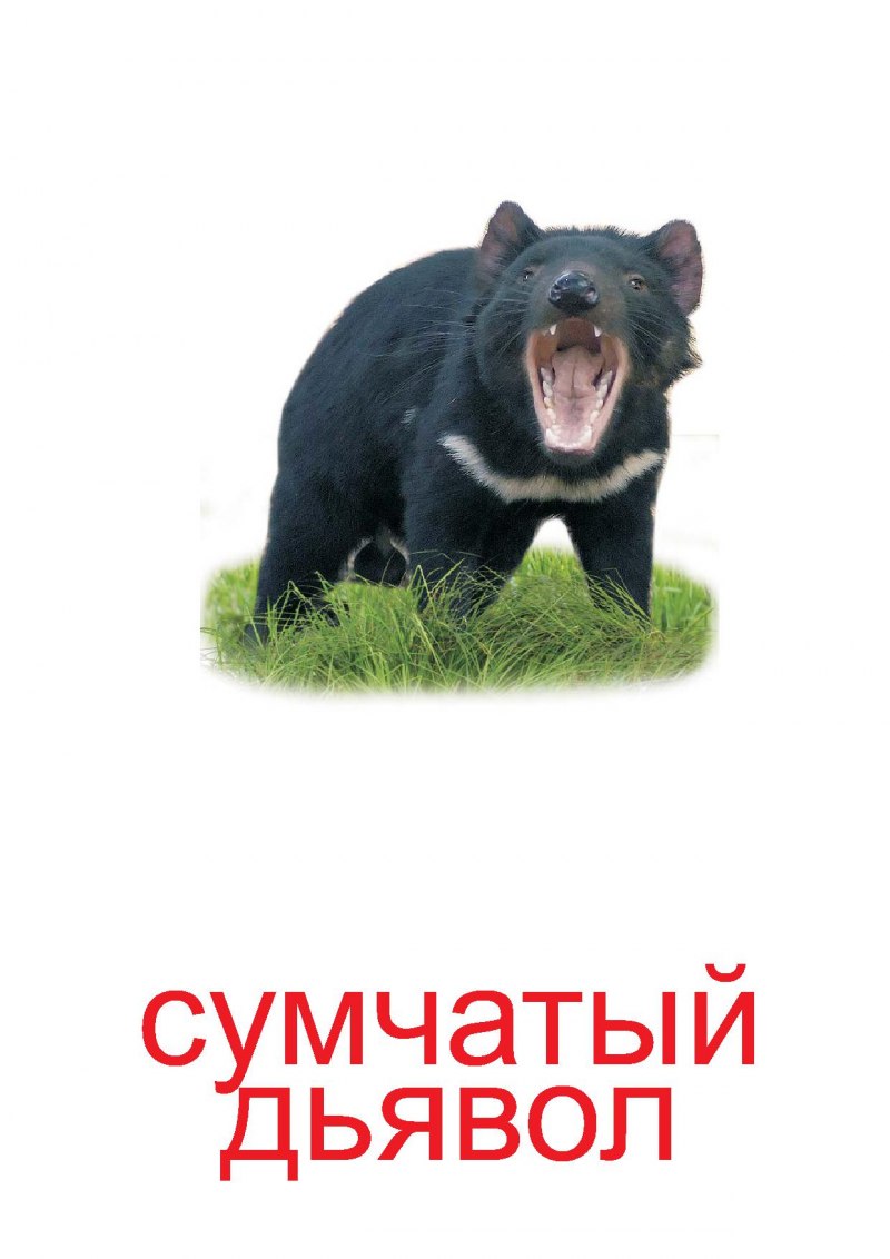 Дикий кабан на белом фоне
