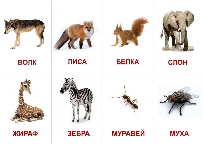 Гленн доман карточки Дикие животные