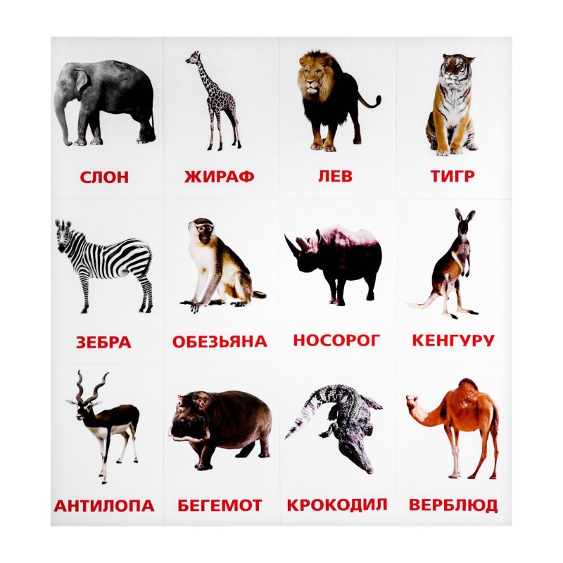 Жилище рыси