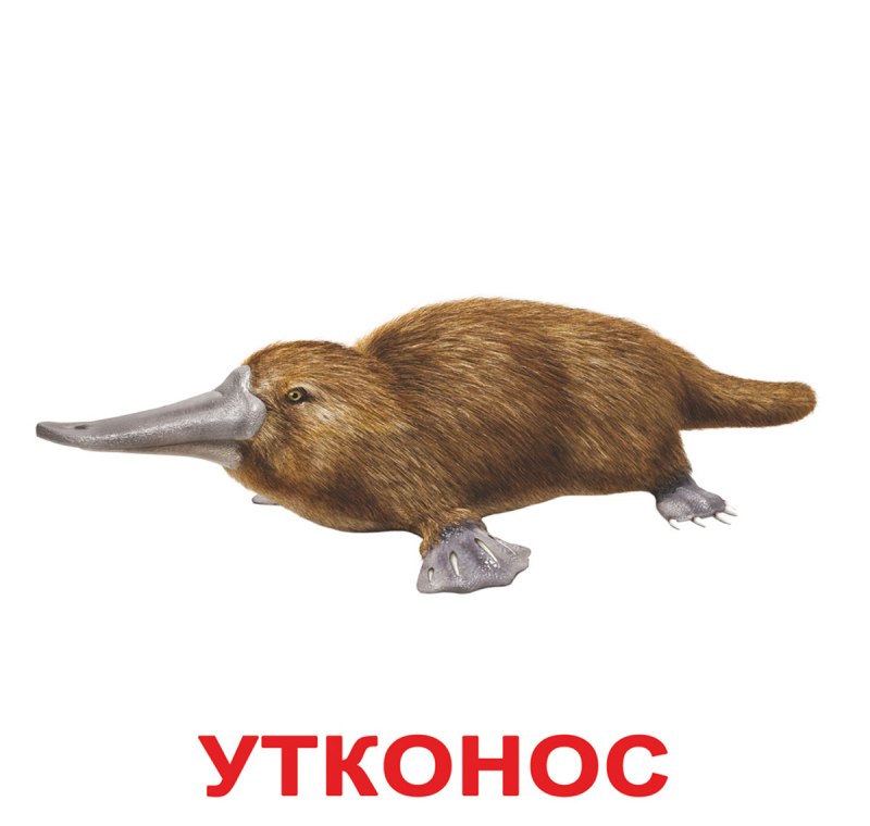 Карточки "домашние животные"