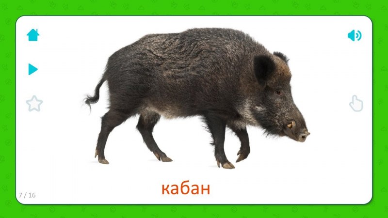 Животные по отдельности