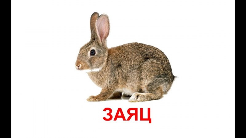 Карточки Домана животные