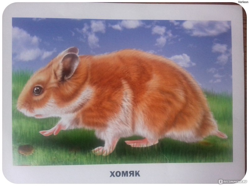Карточки диких животных