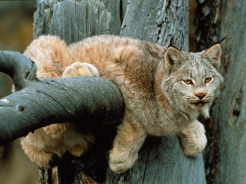Эму, коала,кенгуру,Динго