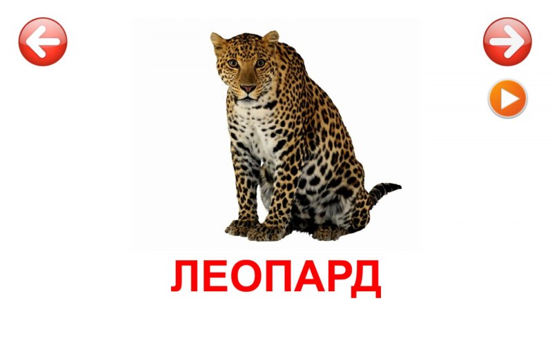 Лесная куница martes martes