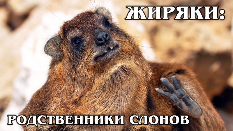 Даман животное