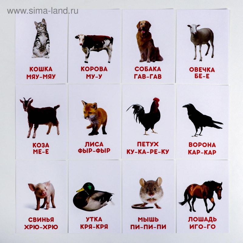 Короткохвостая шиншилла
