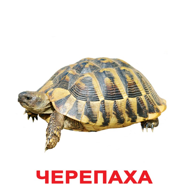 Карточки Домана экзотические животные