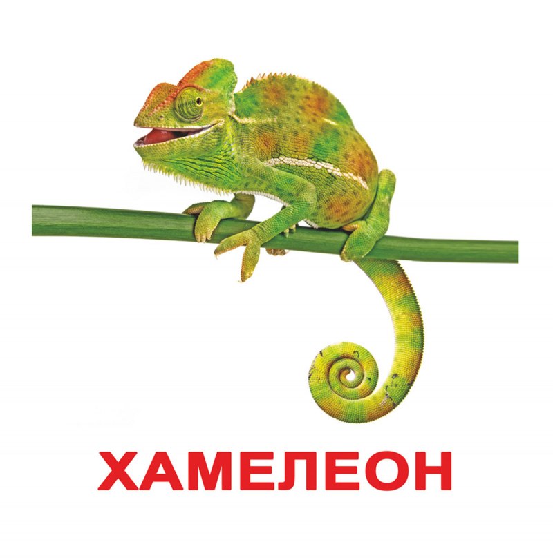Сила леопарда