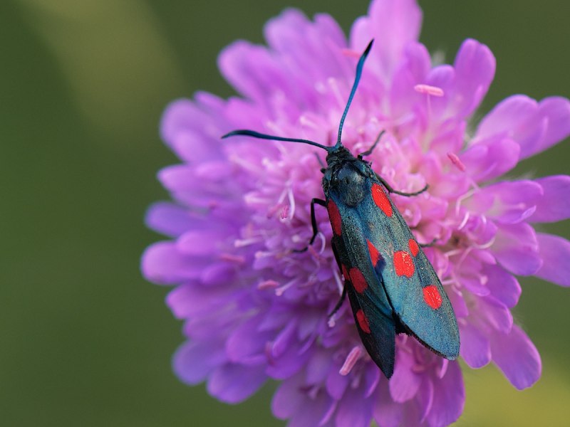 Zygaena filipendulae