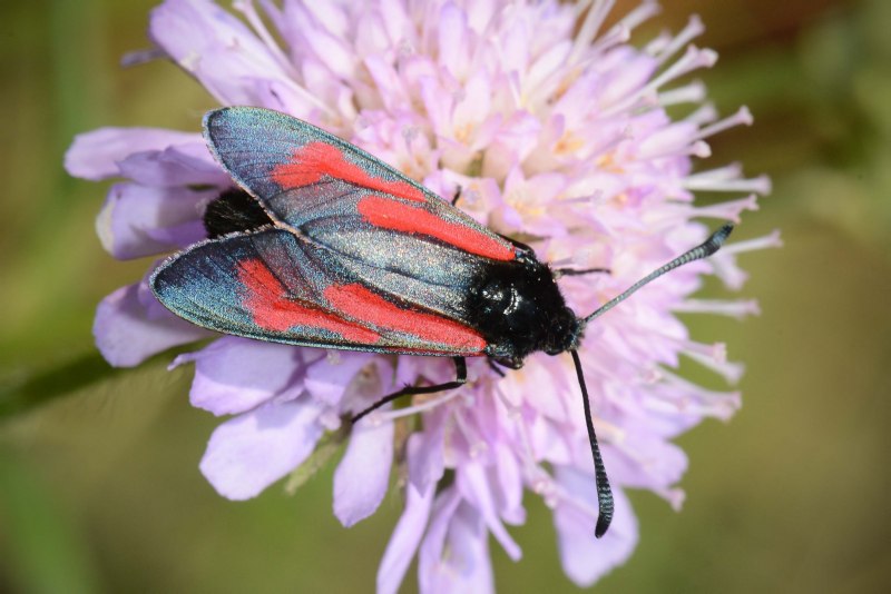Zygaena lonicerae