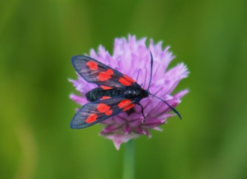 Пестрянка Zygaena Minos