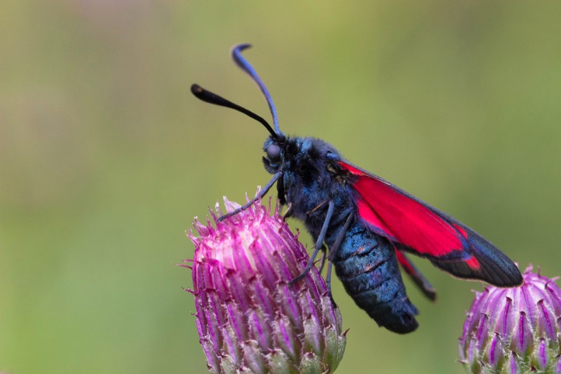 Пестрянка Zygaena
