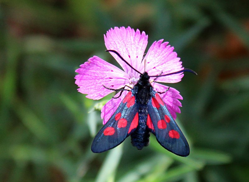 Пестрянка таволговая Zygaena filipendulae