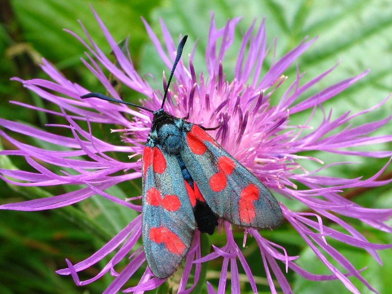 Zygaena osterodensis