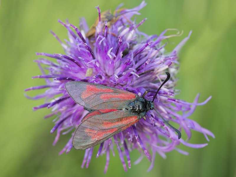 Zygaena viciae