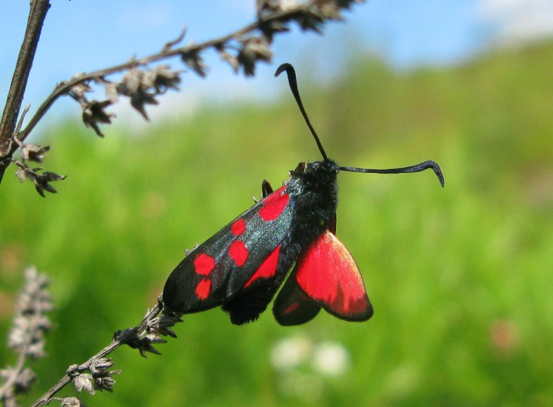 Zygaena osterodensis