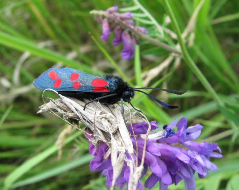 Zygaena purpuralis пестрянка пурпурная