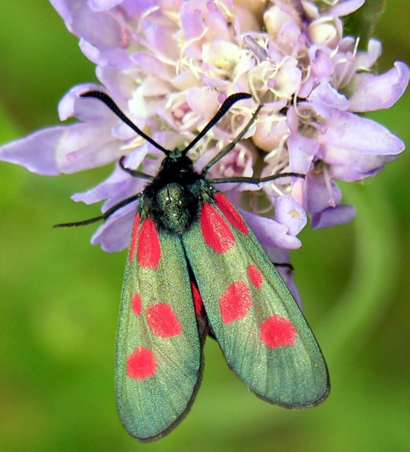 Zygaena brizae