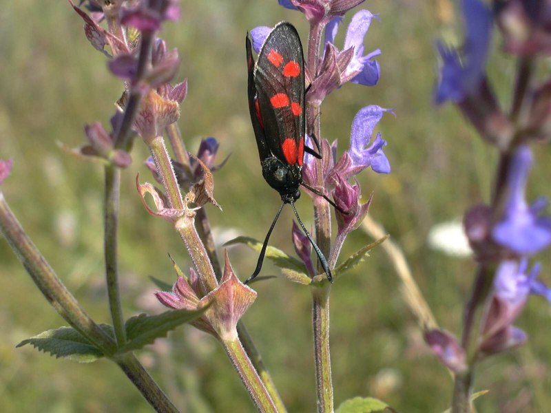 Flor. Filipendulae