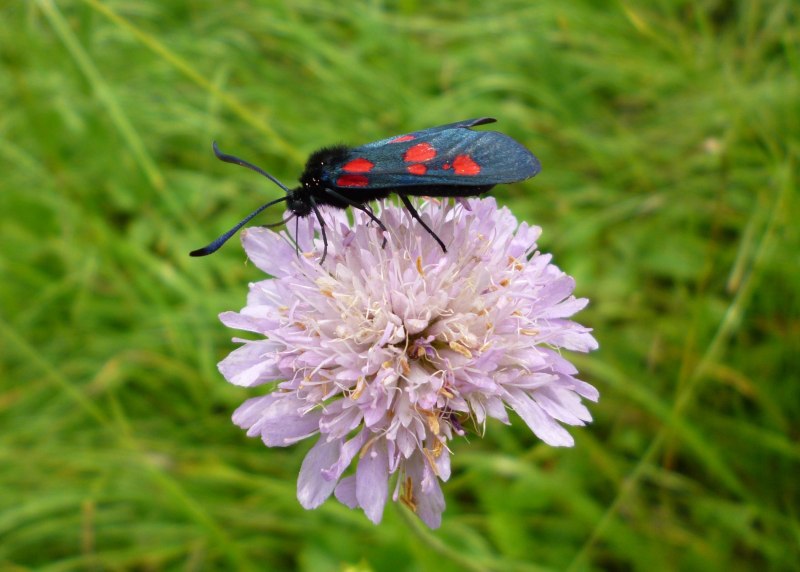 Zygaena filipendulae