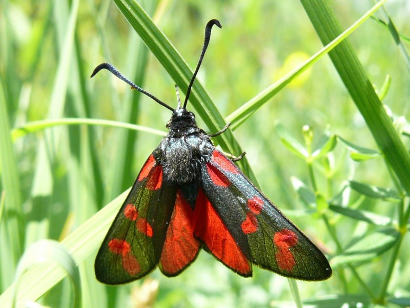 Zygaena alpherakyi